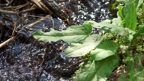 A small stream among the plants Stock Footage 155360642