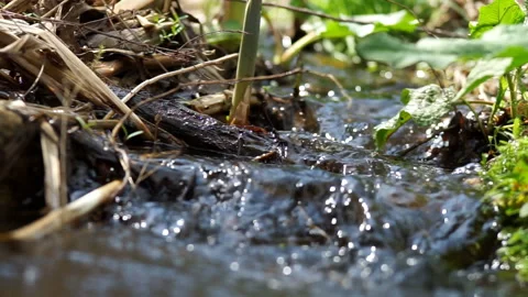 A small stream among the plants Stock Footage 155360675