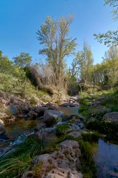 Small stream among the vegetation Stock Photos