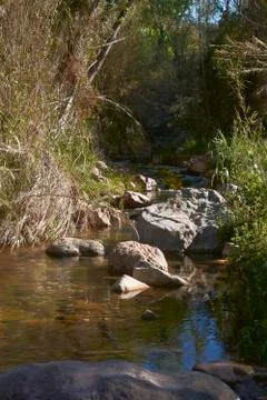 Small stream among the vegetation Stock Photos