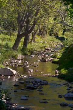 Small stream among the vegetation Stock Photos