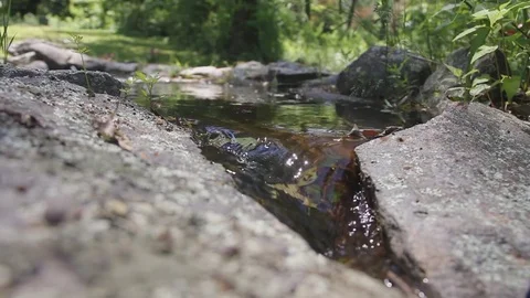 Small stream and ant Stock Footage 76973612