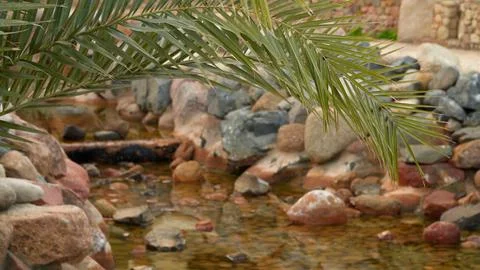 Small stream and palm trees as important elements. Stock Photos