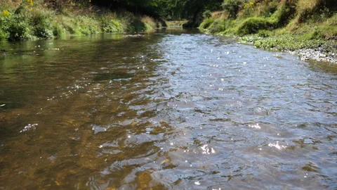 Small Stream And Small Waves In A Forest Middle Of A Sunny Day 库存影片 136700507