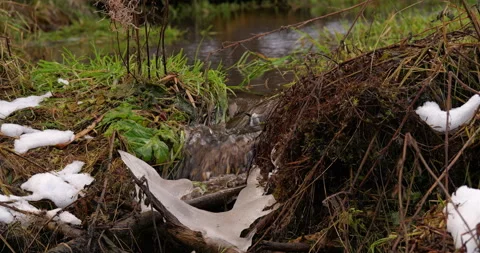 Small Stream and Vegetation in Snowy Landscape Stock Footage 293071484