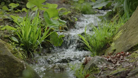 A small stream and waterfall flows between rocks, grasses and plants. 4K tripod Stock Footage 241099924