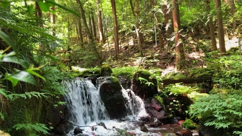 Small stream and waterfall in a lush green forest in Japan. Stock Footage 138073528