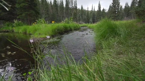 Small Stream Around Mt. Baldy Stock Footage 51680674