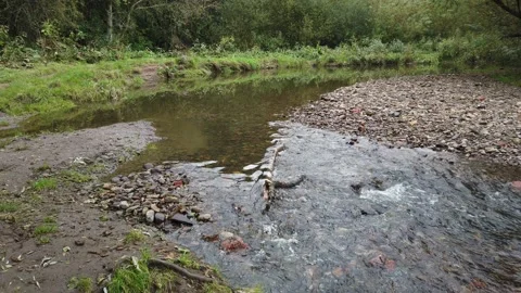 Small Stream Autumn 2021 Stock Footage 167952309