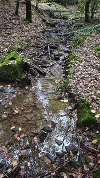 Small stream in an autumn forest with moss and fallen leaves. Stock Photos