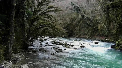 Small Stream in the Autumn Forest. Slow Motion Prores Vídeos de archivo 61923543