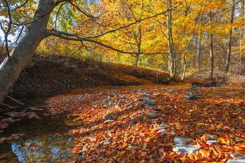 Small stream in autumn Stock Photos