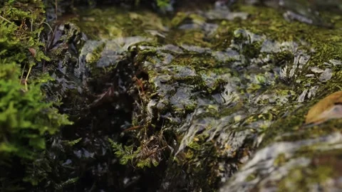 Small Stream with beautiful Green Moss and fresh Water from the Alps Stock Footage 209204175