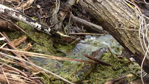 Small stream the beginning of a big river Video stock 151769189