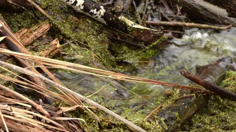 Small stream the beginning of a large river water Video stock 151769022