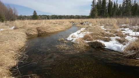 A small stream with clear slightly brown stained water runs through a meadow Stock Footage 152571703