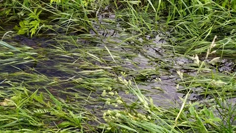 Small stream with clear water and a grass sways Stock Footage