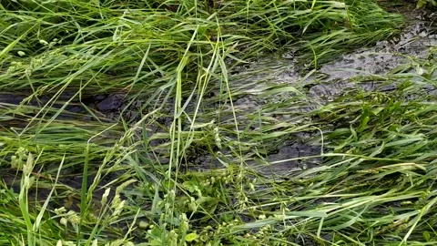 Small stream with clear water and a grass sways Stock Footage 163501169