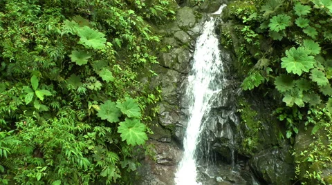 A Small Stream in the Cloud Forest Flows down a Hill Vídeo Stock 60438903
