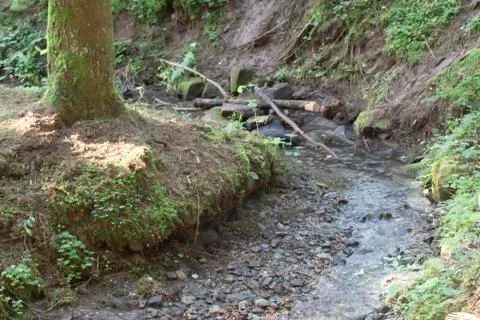 Small stream course in a mixed forest in Germany Stock-Fotos