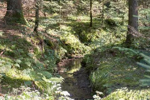Small stream course in a mixed forest in Germany Foto stock