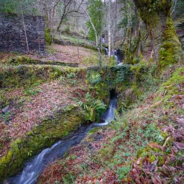 Small stream crosses the forests of Courel Stock Photos