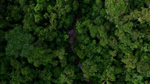 A small stream is curving through the tropical forest canopy Vidéo 336869463