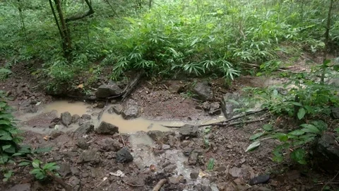 Small stream in deciduous forest in Northern Thailand Stock Footage 94536704