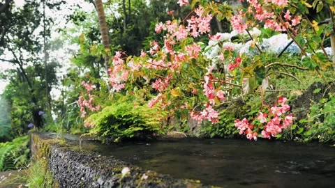 Small stream decorated with flowers Video stock 209693022
