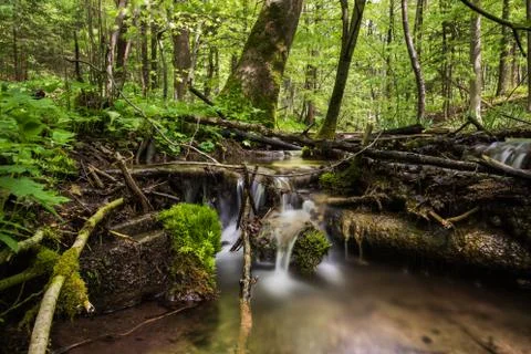 Small stream in a dense beech forest Stock Photos