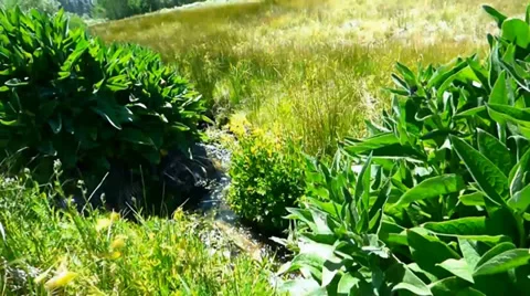 Small Stream in Dense Green Meadow Video stock 39647230