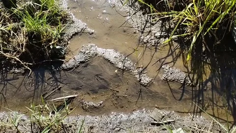 Small stream on the edge of the rice fields Stock Footage 229537073
