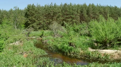 Small stream in a european forest, springtime Stock Footage 42771667