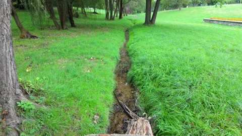 Small stream with fallen tree and green grass Stock Footage 317951674