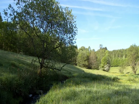 Small stream floating trough meadows and wood Ardennes, Belgium Stock Footage 76261371