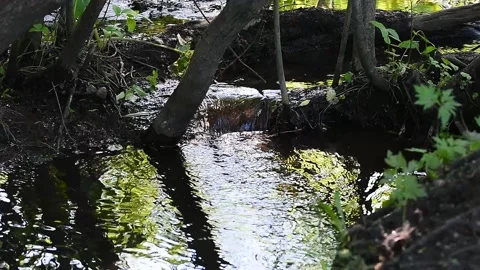 A small stream flowing along the bottom of the ravine Stock Footage 132099935