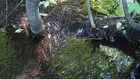 A small stream flowing along the bottom of the ravine Stock Footage 132100643