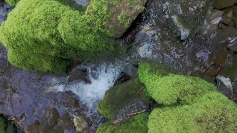 Small Stream Flowing Among Moss Covered Rocks in Forest Stock Footage 340332327