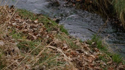 Small stream flowing in autumn with fallen brown leaves on the bank Видео 102585836