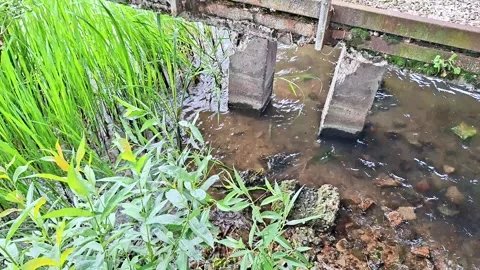 Small Stream Flowing Beneath a Rustic Wooden Footbridge in Nature Stock Footage 339047897