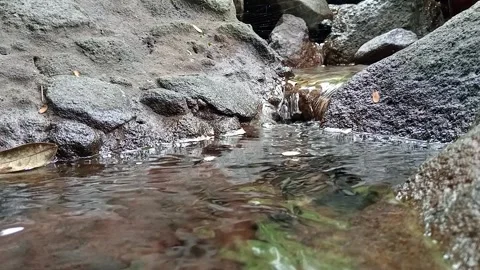 Small Stream Flowing Between Rocks Close Up Stock Footage 329783316