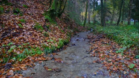 Small stream flowing downstream in beautiful forest Stock Footage 143344774