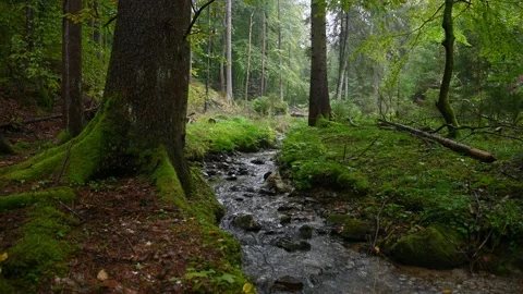 Small stream flowing downstream in green forest Stock Footage 140544847
