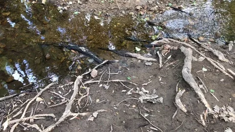 Small Stream Flowing Stock Footage 87059760