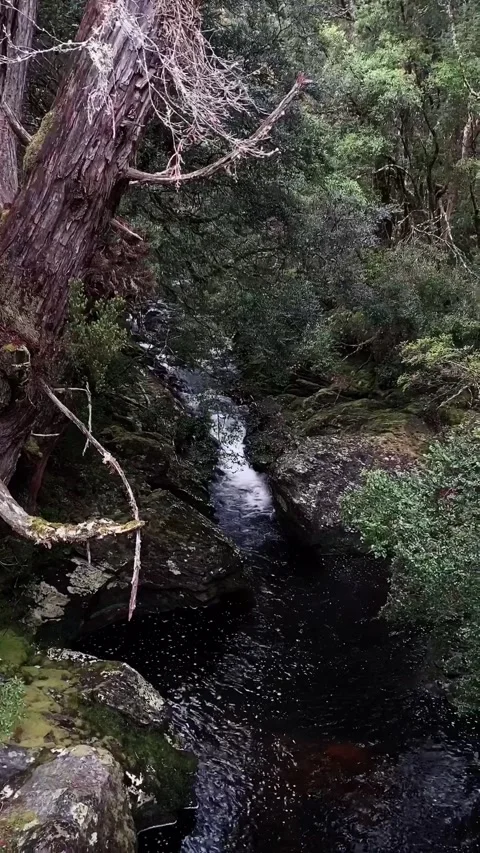 Small Stream Flowing Vídeos de archivo 241326058