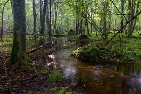 Small stream flowing in forest Stock Photos