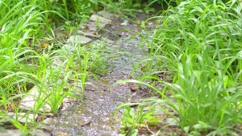 A small stream flowing gently between grass and stones, captured in 4K slow.. Stock Footage 284536925