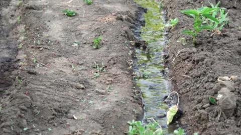 Small stream flowing on ground in garden plot. Irrigation of garden, saturati Stock Footage 201108856