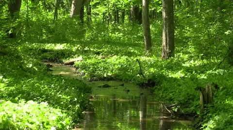 Small stream flowing in lush green forest nature scenic Stock Footage 50054222