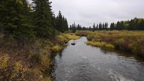 Small stream flowing over a beaver dam and through an autumn forest Stock Footage 117290453